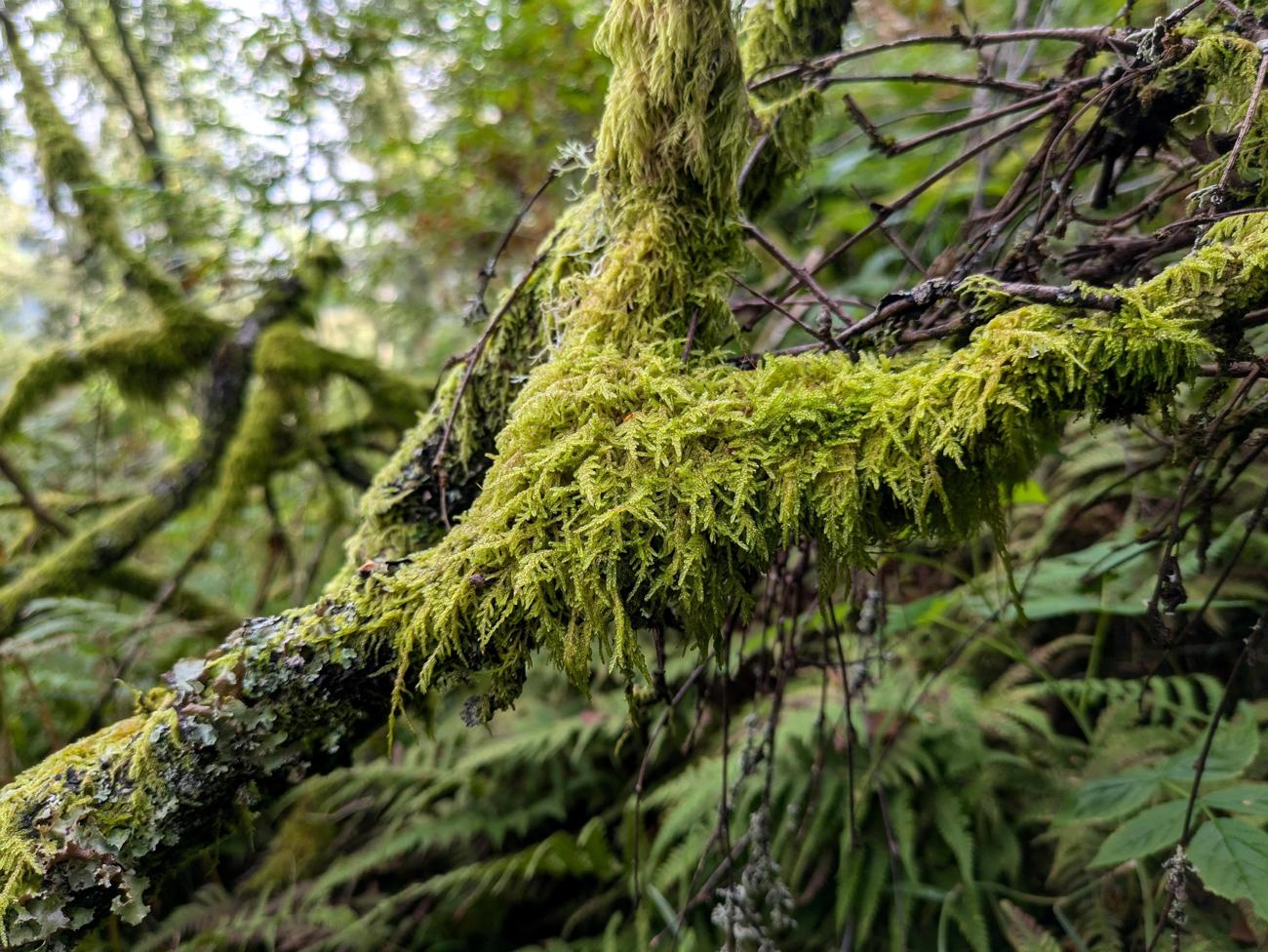 This image shows a branch with moss in Norway.