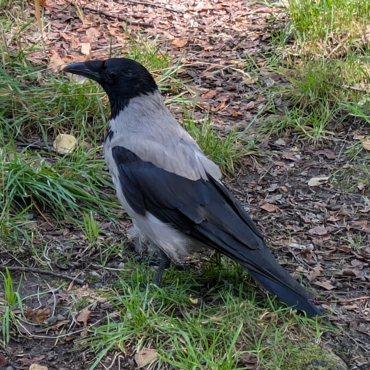 This image shows a hooded crow in Sweden.