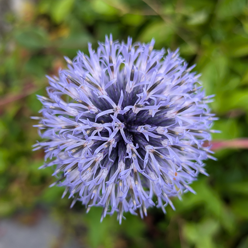 I found this flowers on vacation in Sweden.