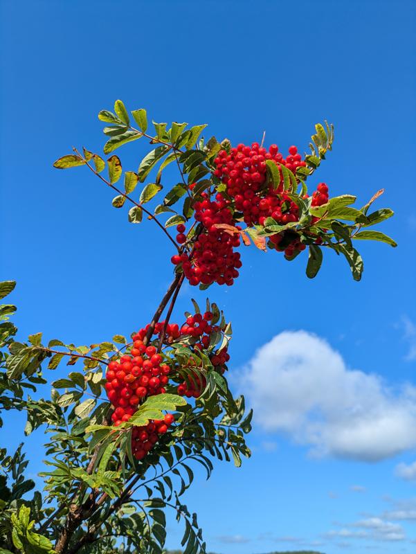 I found this rowan berries on an island in Sweden.