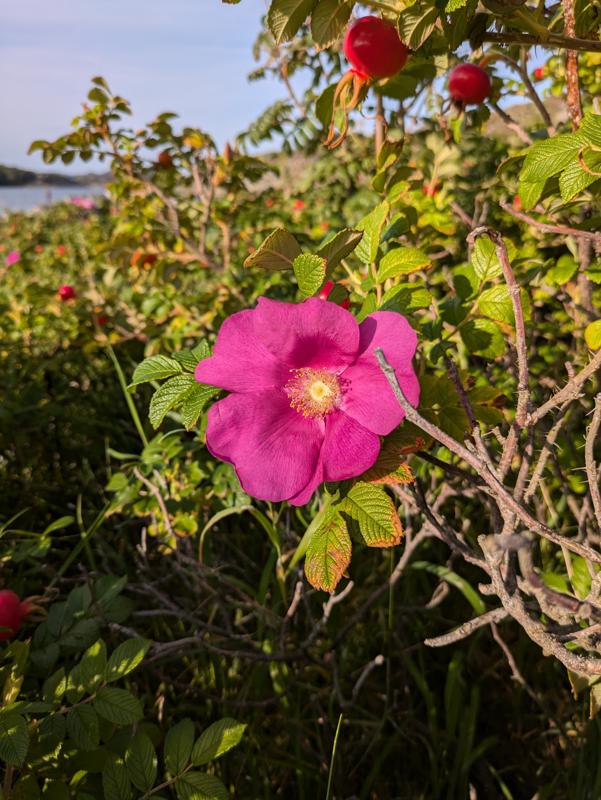 I found this flower on an island in Sweden.