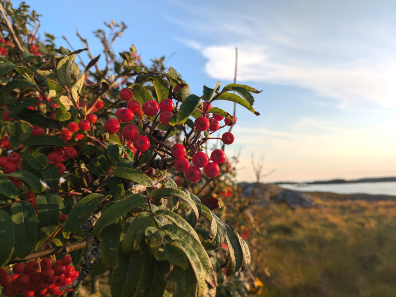 I found this rowan berries on an island in Sweden.