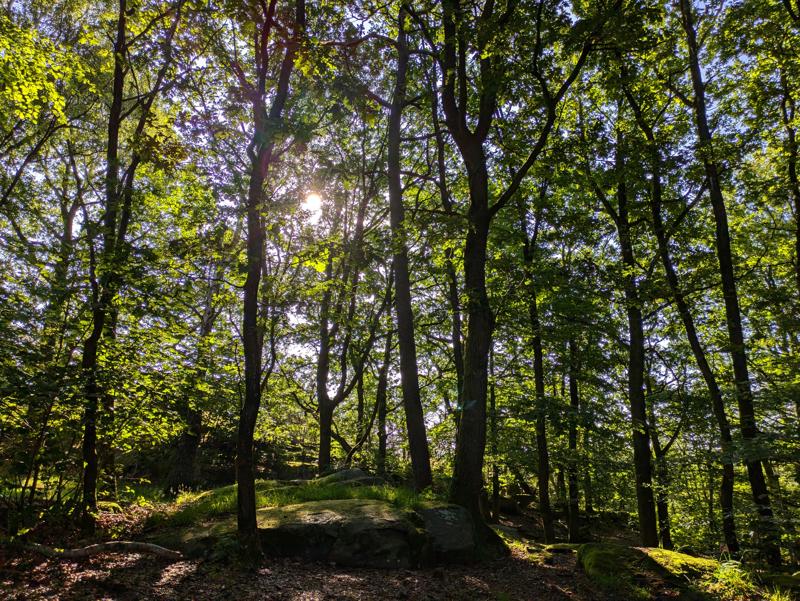 This image shows a forest in Gothenburg