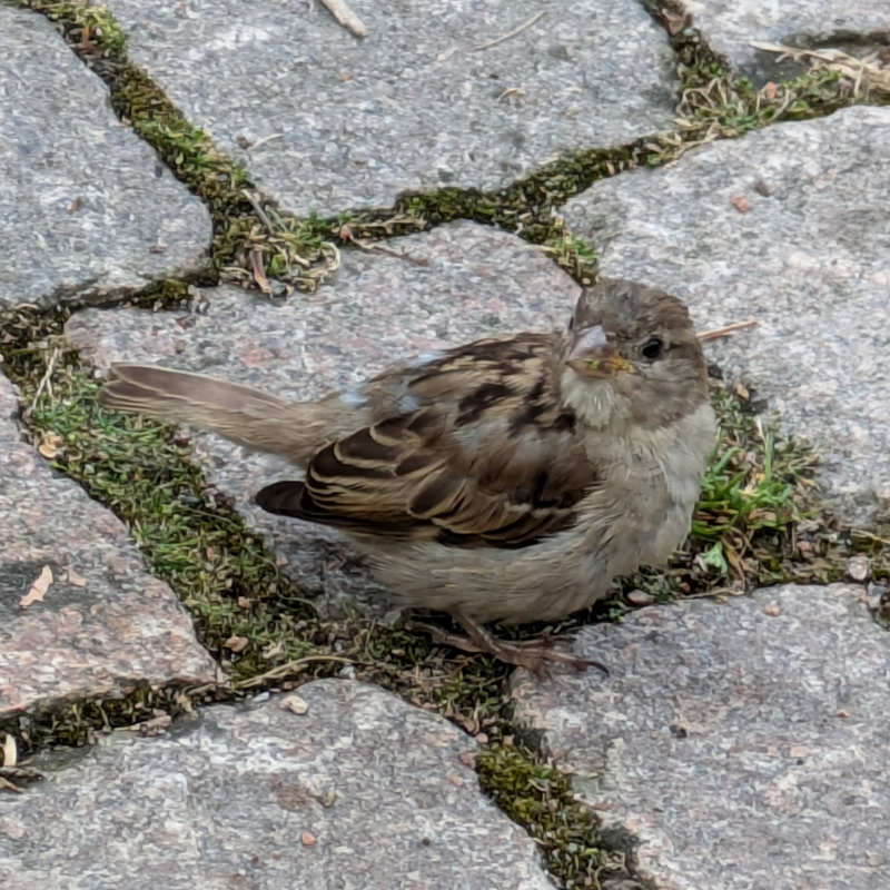 This image shows a sparrow in Sweden.