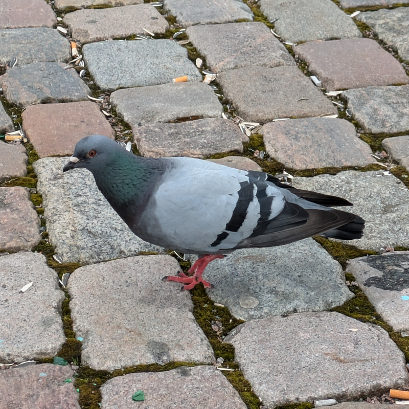 This image shows a rock dove in Sweden.