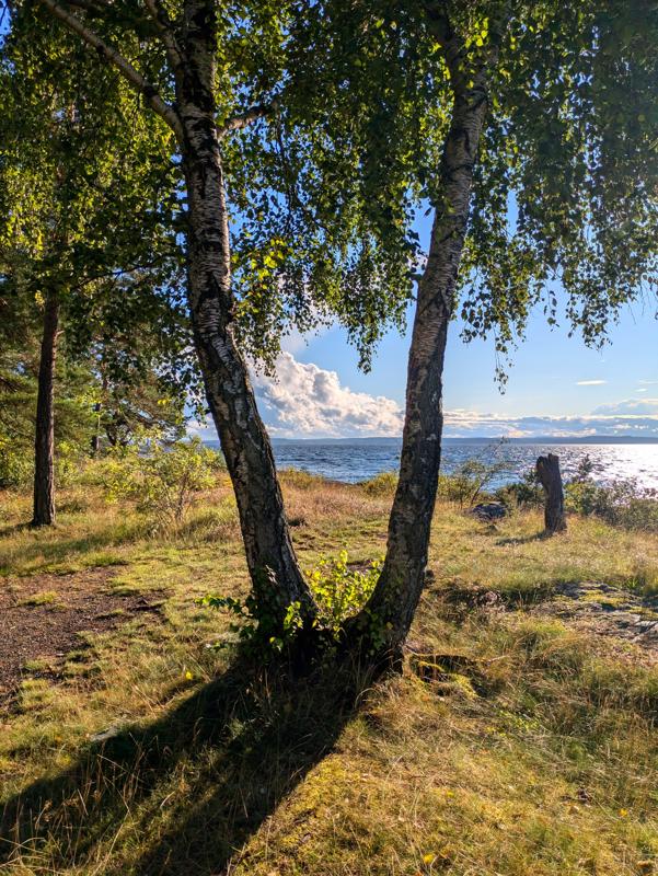 This photo shows a tree on the norwegian coast.