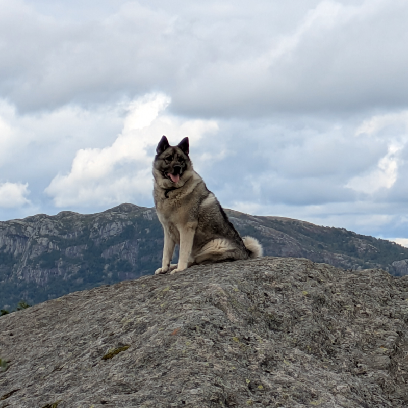 This photo shows a dog in the norwegian mountains.